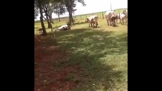 Сломал корову
