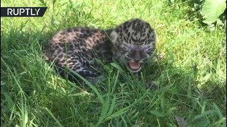 В крымском сафари-парке появился на свет редчайший дальневосточный леопард