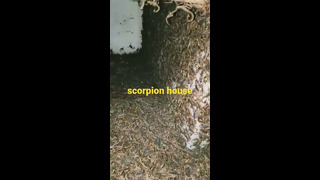 Вот так выглядит дом скорпиона