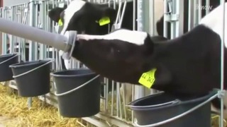 Автоматическая ДОЙКА коров! ИННОВАЦИИ в фермерстве