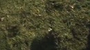 Golden Eagle Snatches Kid