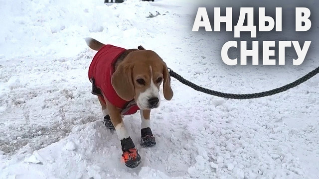 Снова снег: туристы хлынули на горнолыжные курорты в Чили