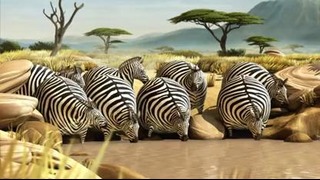 Если бы зебры ели в Макдоналдсе