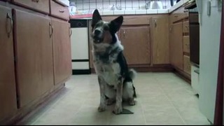 Джампи – тренированный пёс
