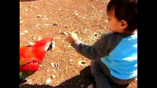 Our macaw and baby play