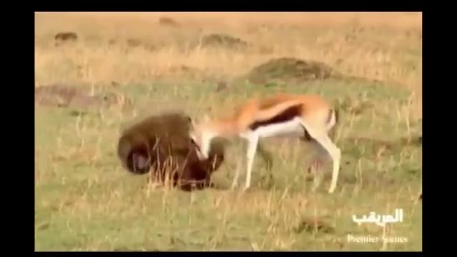 Самка антилопы защищает своего детеныша от бабуина