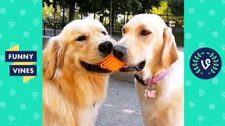 TRY NOT TO LAUGH – Funny Pets & Animals Funny Videos November 2018