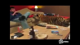 Одомашненный тигр клянчит пиццу Tiger als Haustier