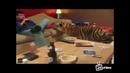Одомашненный тигр клянчит пиццу Tiger als Haustier