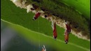 5 поразительных животных-обманщиков