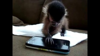 Маленькая обезьянка играет на iphone