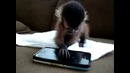 Маленькая обезьянка играет на iphone