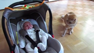 HD Реакция кота на появление малыша в квартире
