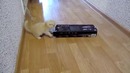 Смешной котенок и коробка