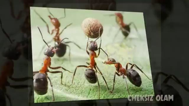 Qiziqarli 10 ta fakt