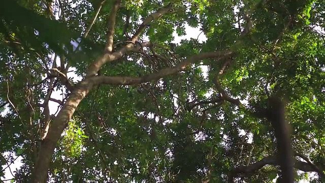 Дом на дереве. Сафари на Шри-Ланке