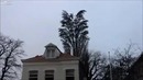 Просто смотрите на дерево