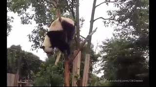 Панда акробат