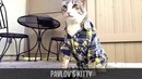 Best Coubs of April-May 2015 [10+ MIN] – Coub Compilation #5