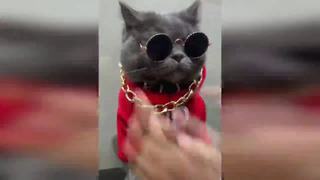 Коты 2019 приколы с котами