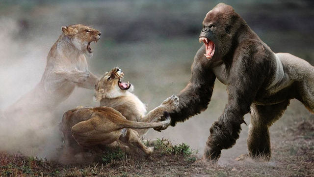 Этот Лев Связался Не с Тем Соперником! Редкие Сражения Животных, Снятые на Камеру