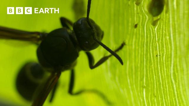 Tadpoles vs Wasps | BBC Earth
