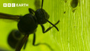 Tadpoles vs Wasps | BBC Earth