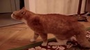 Очень обидчивий кот