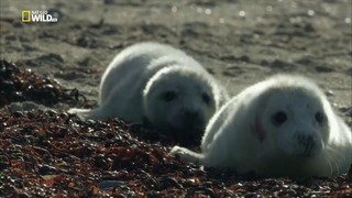 Nat Geo Wild: Дикая Шотландия. Гебридские острова. Серия 1