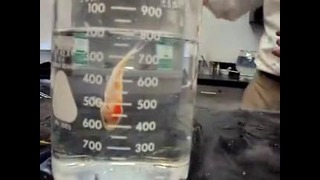 Эксперимент с золотой рыбкой