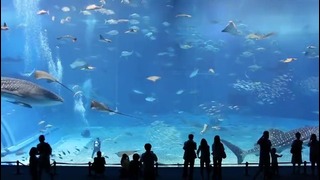 Японский аквариум
