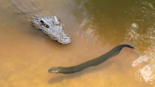 Этот Крокодил Погибнет от Разряда в 860 Вольт