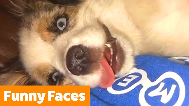 Funny Pet Faces | Funny Pet Videos