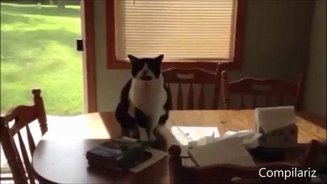 Say hello to the cat