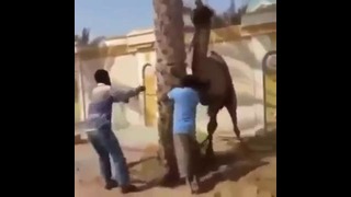 Протестующий верблюд