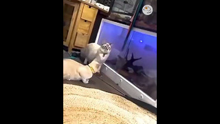 Мятежные животные || Забавное видео реакции собак и кошек #5