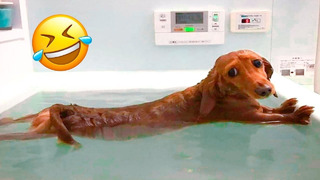 Why are dogs always afraid of bathing? Incredibly hilarious animal moments