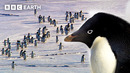 Earth’s Greatest Animal Migrations | BBC Earth