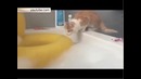 Поплотился за свое любопытство