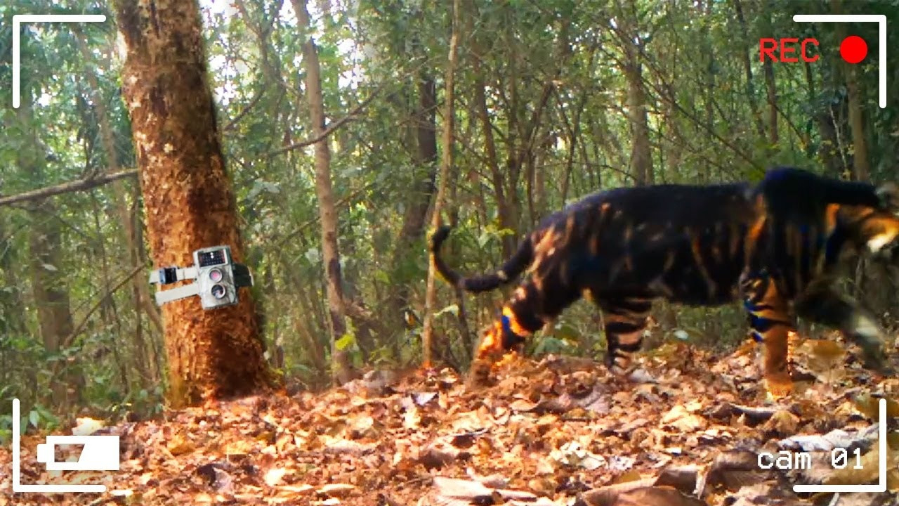 СКРЫТАЯ КАМЕРА СНЯЛА ЗВЕРЯ, КОТОРОГО НИКТО НЕ ВИДЕЛ ПРЕЖДЕ - Mover.uz