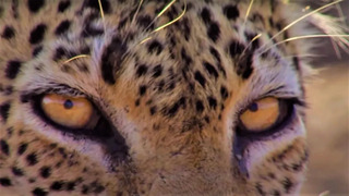 Nail-Biting Leopard Moments | Top 5 | BBC Earth