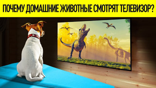 Действительно ли собаки и кошки смотрят телевизор