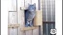 Сборник приколов с котами