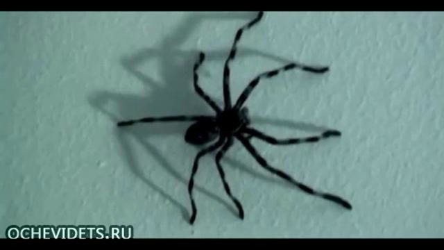 Неудачная попытка поймать огромного паука
