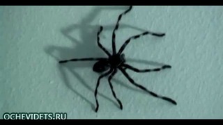 Неудачная попытка поймать огромного паука