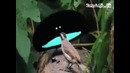 Супер Птица