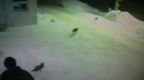 Мужик показал коту дорогу
