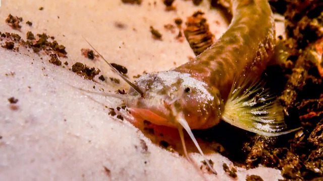 Pink Catfish Discovered In Mountain Cave | The Dark: Nature’s Nighttime World | BBC Earth