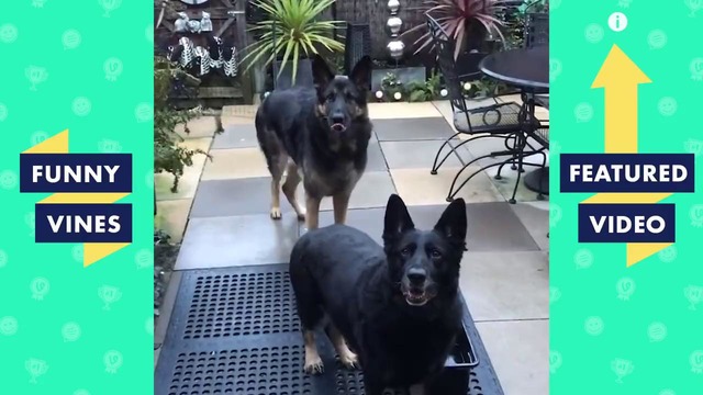 TRY NOT TO LAUGH – Best DOG FAIL Compilation. Funniest Pet Videos
