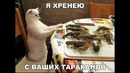 Лютые приколы. Кот делает домашку за школьника